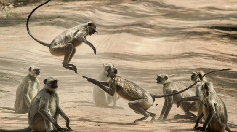 Sweet Delight: Drizzling honey over perfect pancakes